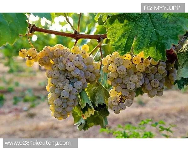 23日德国对阵智利精彩直播全程回顾与赛前分析尽在这里